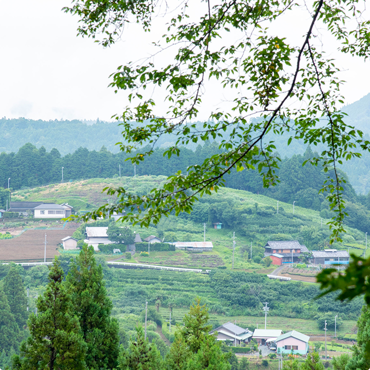 若杉家屋敷跡