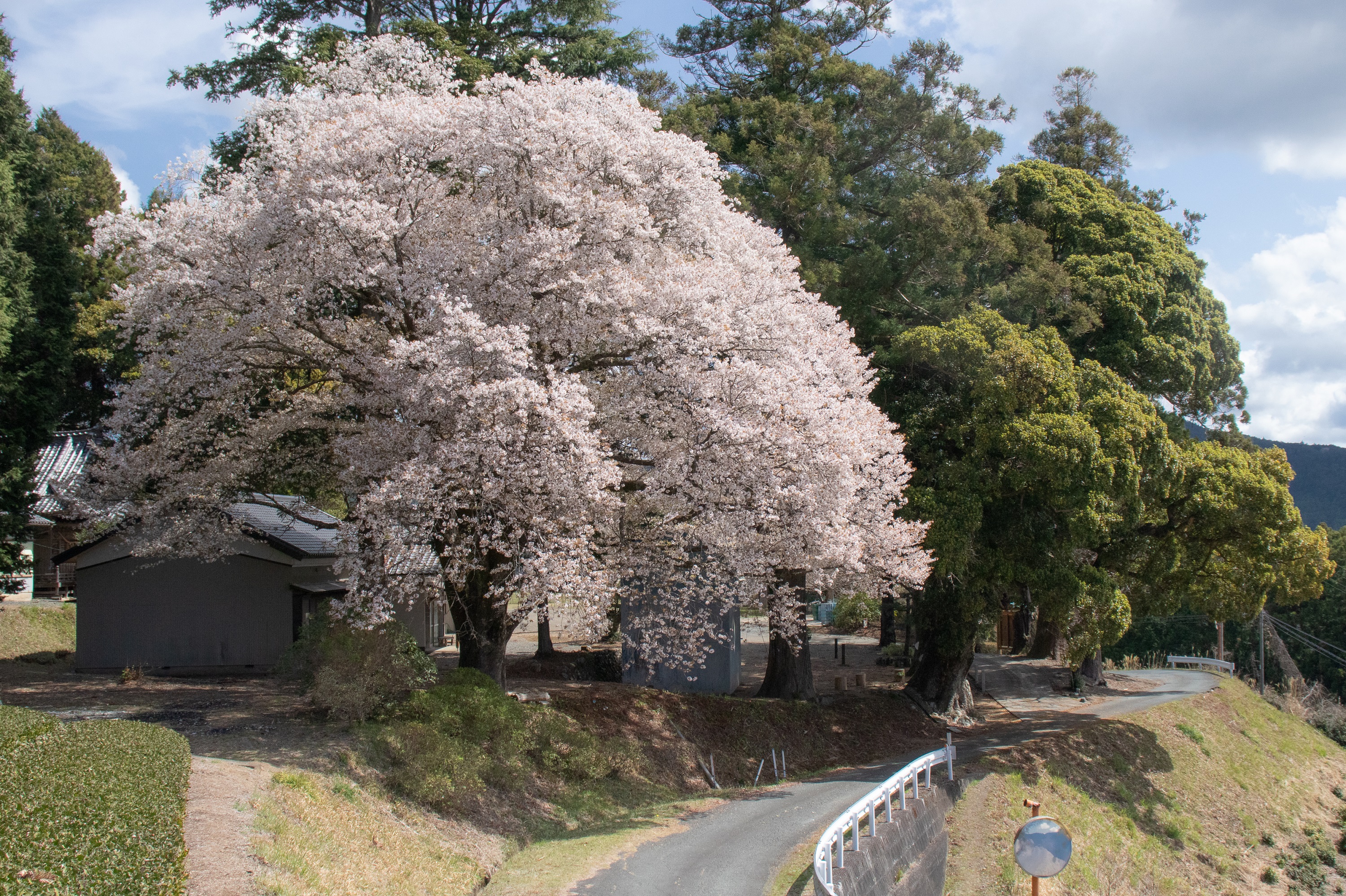 戦国夢街道ハイキングコースの桜