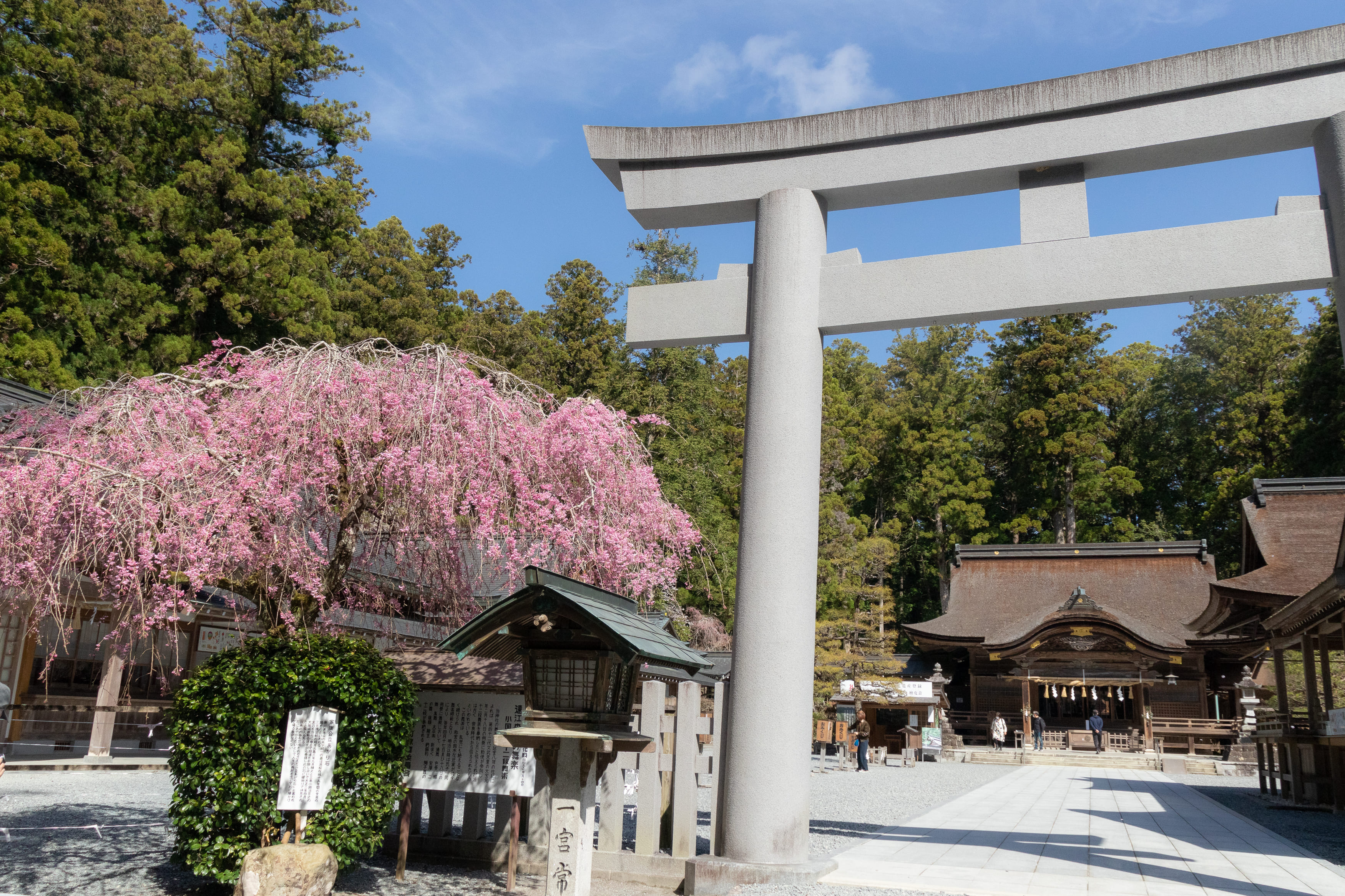 小國神社の桜