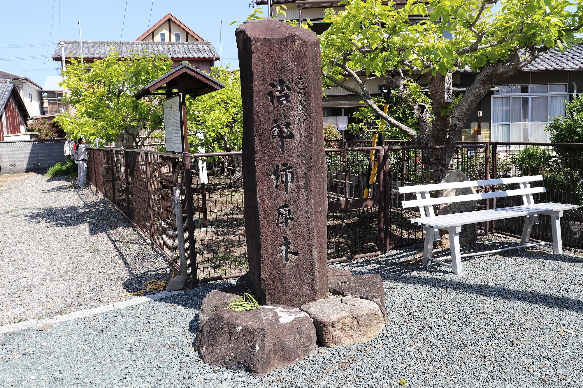 治郎柿（次郎柿）原木の画像2