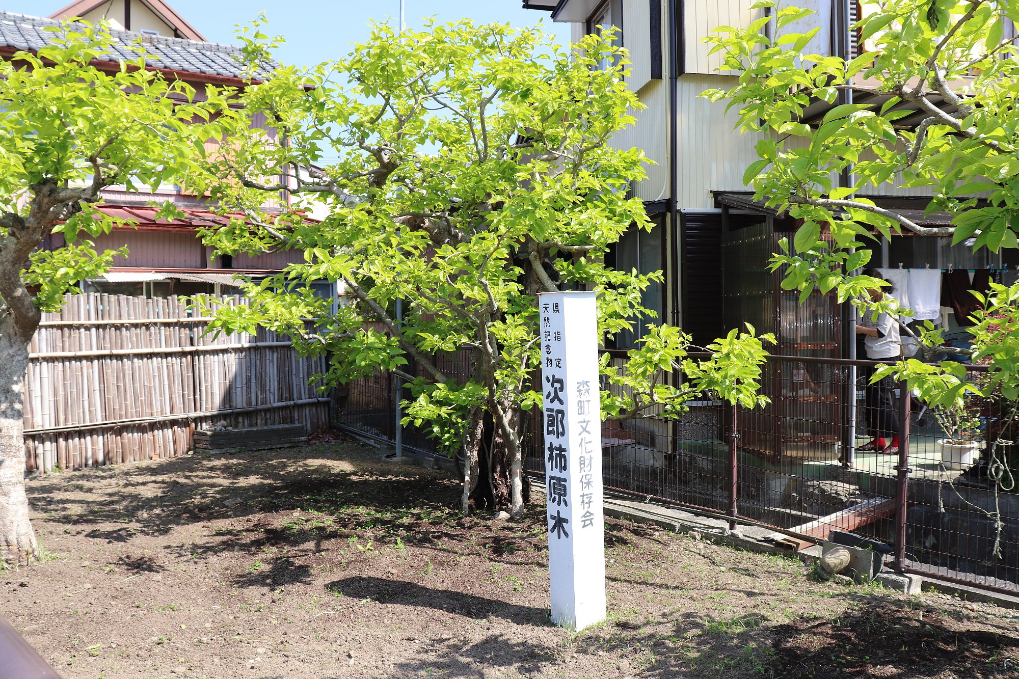 治郎柿（次郎柿）原木の画像4