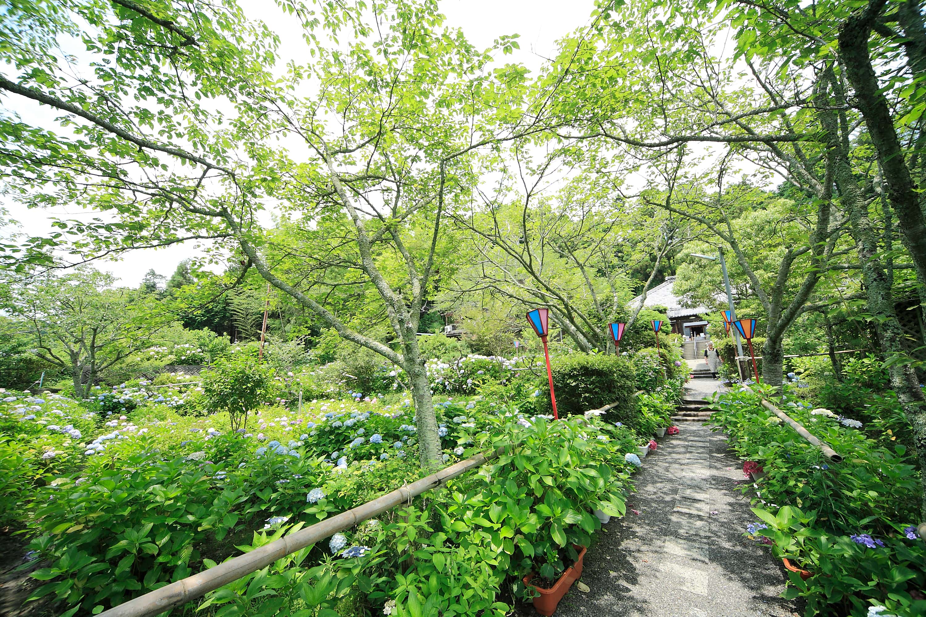 極楽寺　あじさい寺の画像7