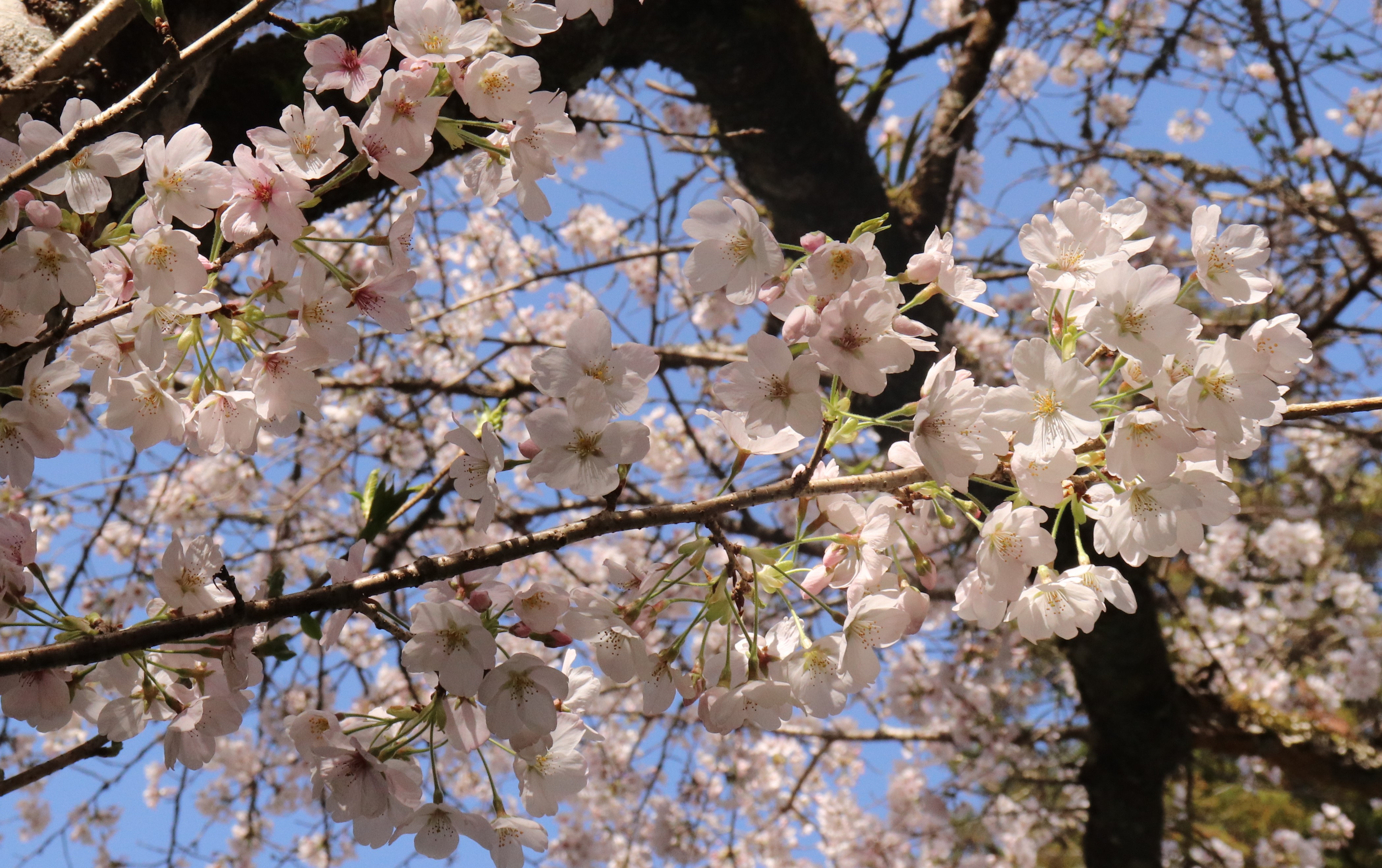 森町桜情報 令和3年4月5日更新 静岡県森町 観光協会 遠州の小京都