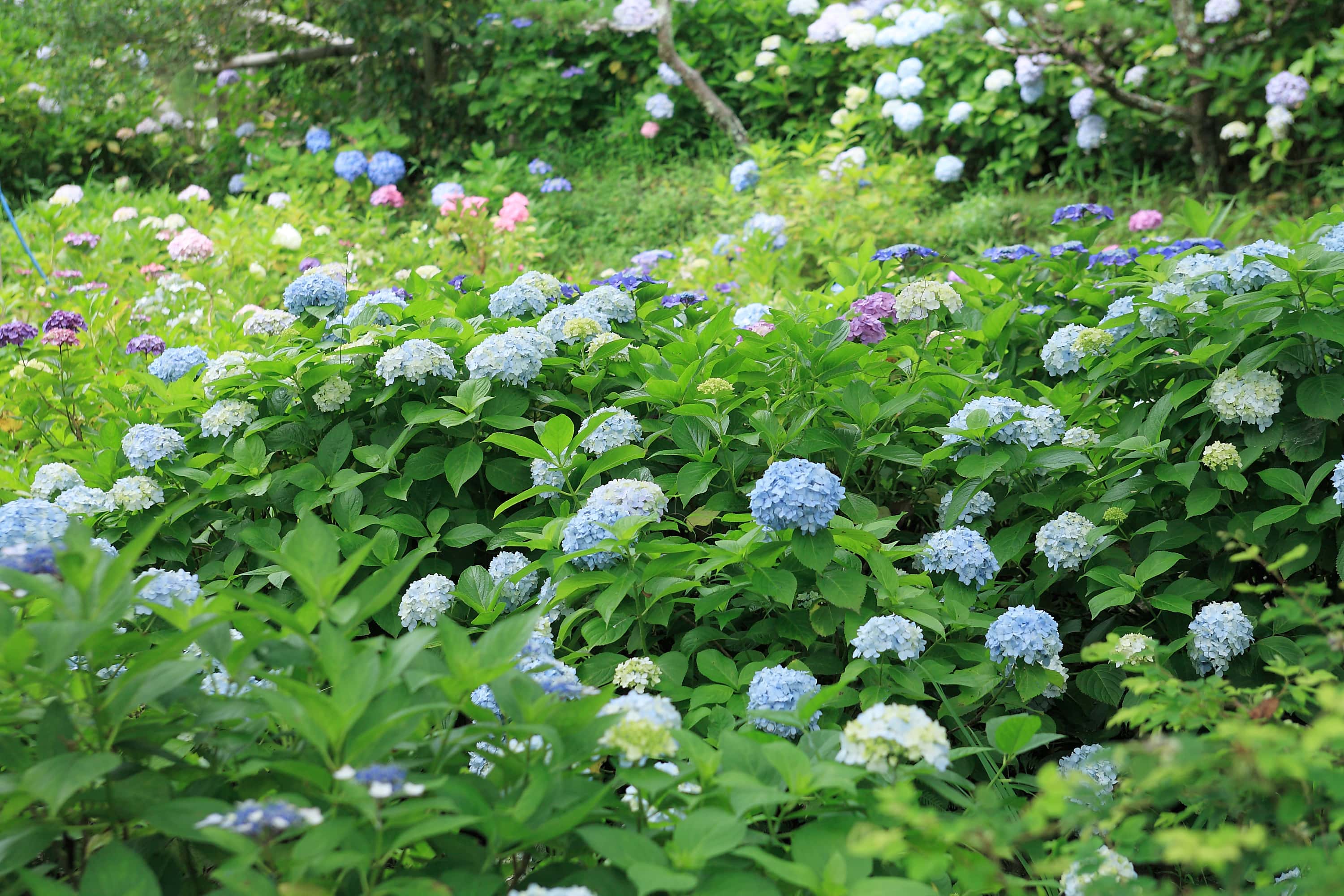 極楽寺　あじさい寺の画像3