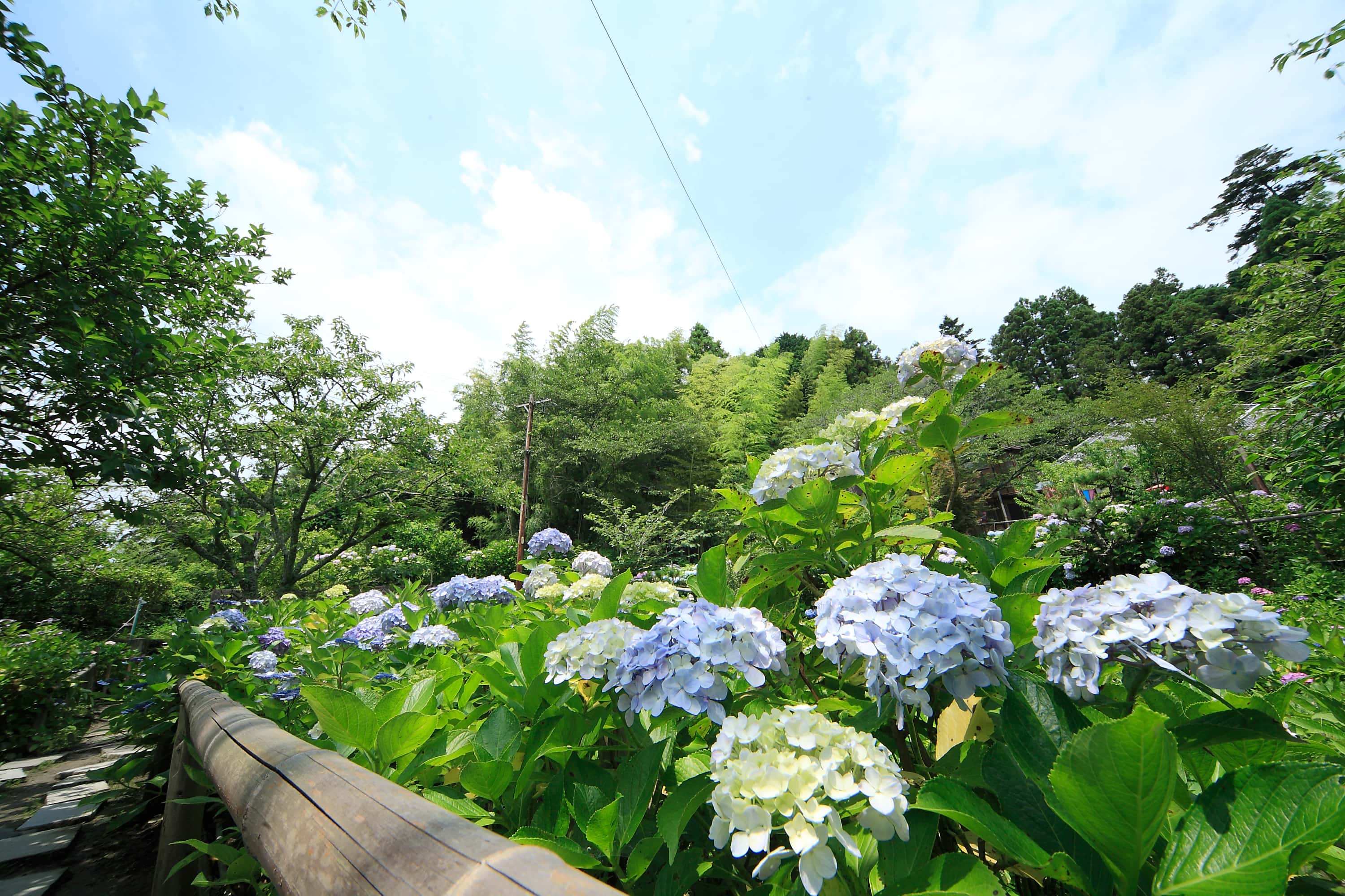 極楽寺　あじさい寺の画像6