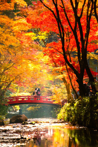 紅葉シーズンの小國神社は絵画のよう