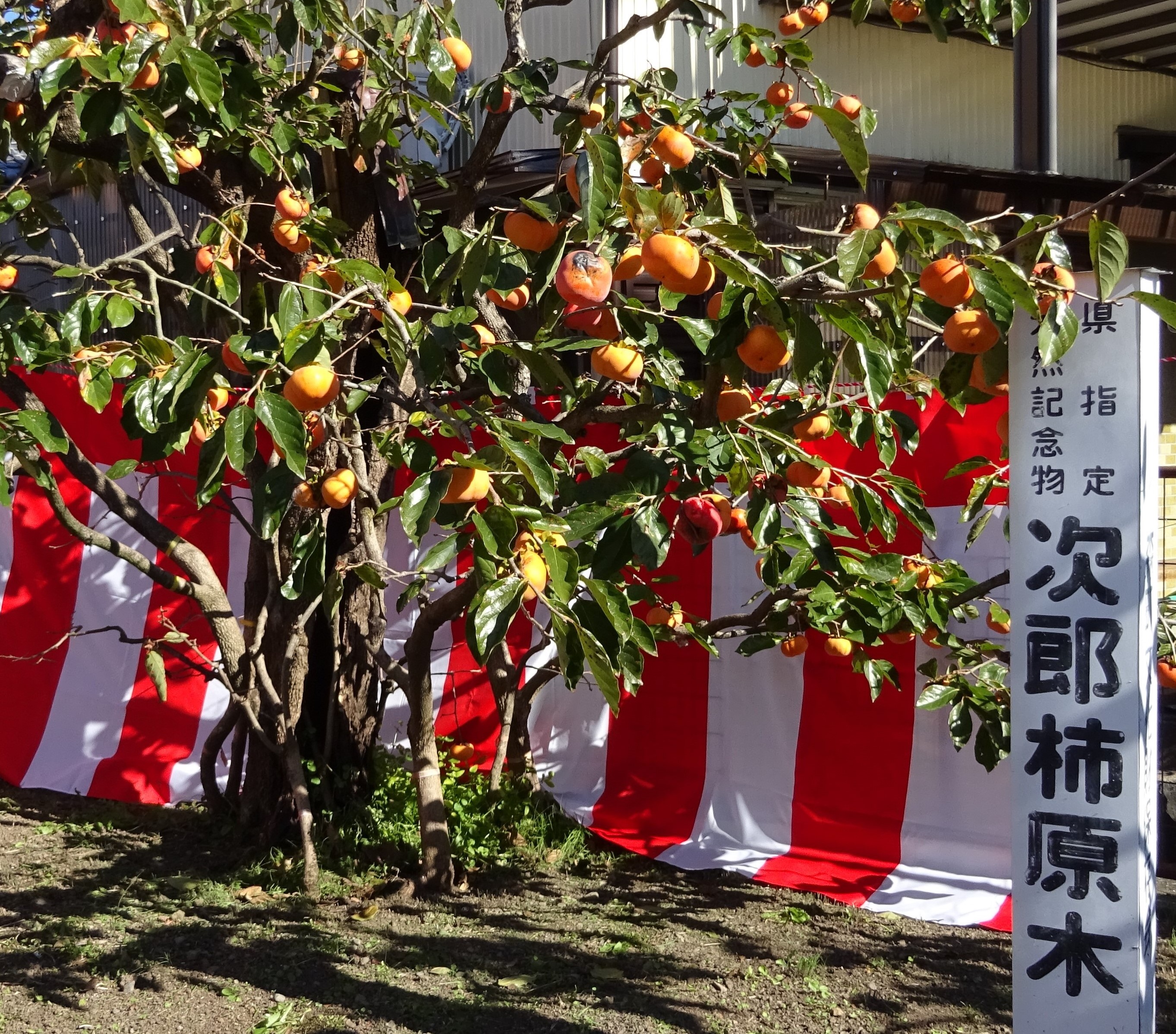 治郎柿（次郎柿）原木の画像6