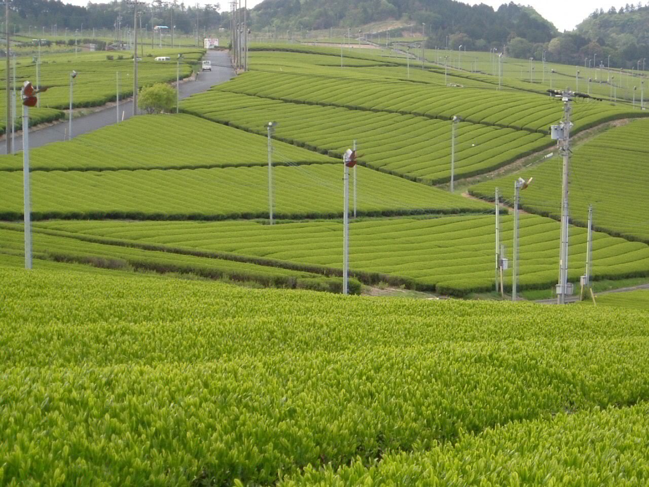 ＪＡ遠州中央　農産物直売所　森の市の画像4