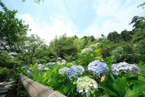 極楽寺　あじさい寺のサブ画像6