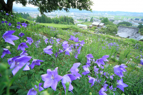 鹿苑山　香勝寺のサブ画像4