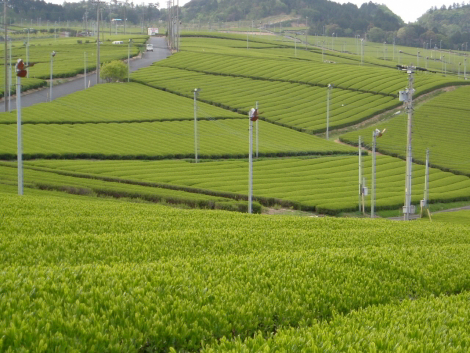 ＪＡ遠州中央　農産物直売所　森の市のサブ画像4