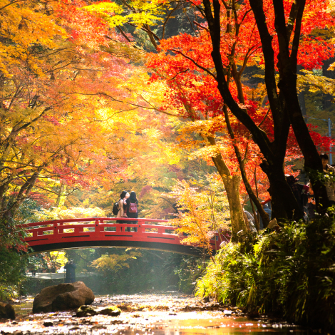小國神社紅葉情報【12/6色あせはじめ】